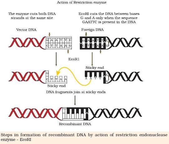 because they can be used in vitro to recognize and cut within specific DNA sequence typically consisting of 4 to 8 nucleotides. Type III Restriction Endonucleases.