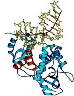 Human TATA binding protein binds in the minor groove and stabilizes large bends TBP TBP DNA View into the