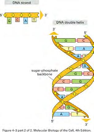 DNA structure summary 1 1.