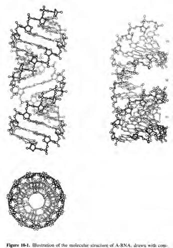 Average structure of dsrna (like A DNA) 3 side view Bases tilted 5 5 Minor groove shallow and wide Major groove deep and narrow (distortions needed for proteins to contact bases) 3 End view Twist/bp