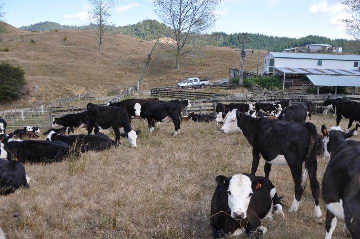 The use of supplementary feed was limited to 3 weeks of feeding baleage to the 2103 born cattle in early April 2014, when pasture supply and quality were extremely poor. Figure 6.