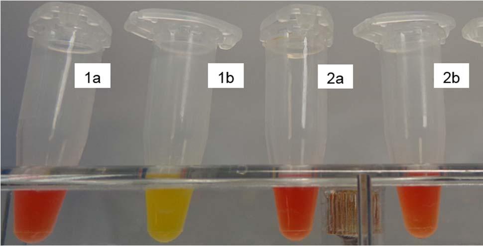 Carba NP Solution A = phenol red, zinc sulfate, sodium hydroxide Solution B