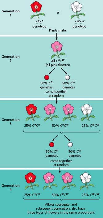 Allele frequencies remain the same generation after