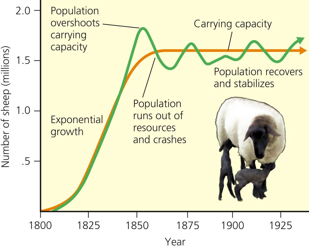 Logistic Growth of Sheep