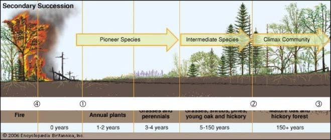 Some Ecosystems Do Not Have to Start from Scratch: Secondary Succession Primary and secondary succession Tend to increase biodiversity Increase species richness and