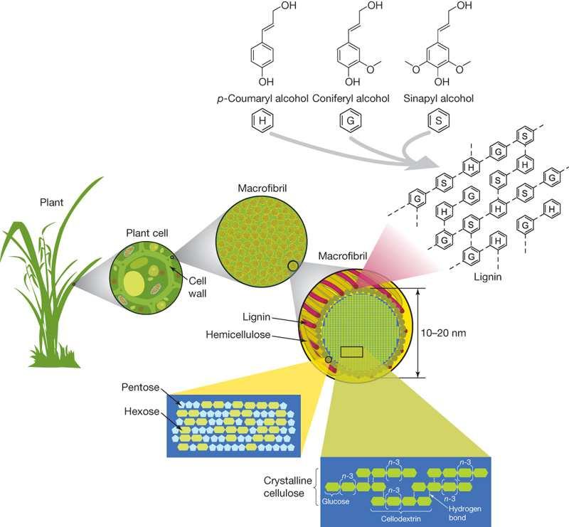 Development of biomass-degrading enzyme