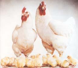 Chicken is a relatively inexpensive, nutritious food source (see Table 2.1).