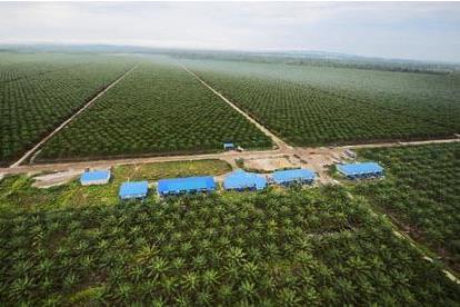 Eco-hydrological impacts of tropical savanna conversion to oil palm plantations Oil palm plantations are one of the principal drivers of tropical land-use change and deforestation.