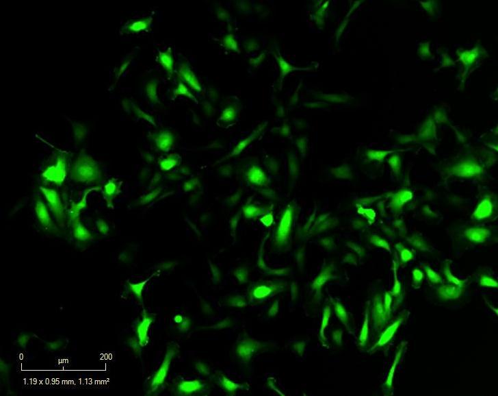 CellPlayer CytoLight Green (Lenti, CMV, no selection) Essen BioScience Catalog Number: 4513 Background Third generation lentiviral-based vectors are commonly used to transfer genetic information to