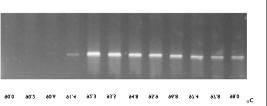 Most of the people performing PCR reactions within their laboratory have a (molecular) biology background.