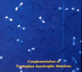 Tryptophan biosynthetic pathway Chorismate trp4 (AS) Anthranilate (blue fluorescent under UV) trp1(pat) Phosphoribosyl