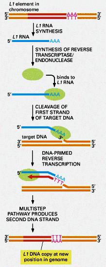 Figure 5-76. Transpositional sitespecific recombination by a nonretroviral retrotransposon.
