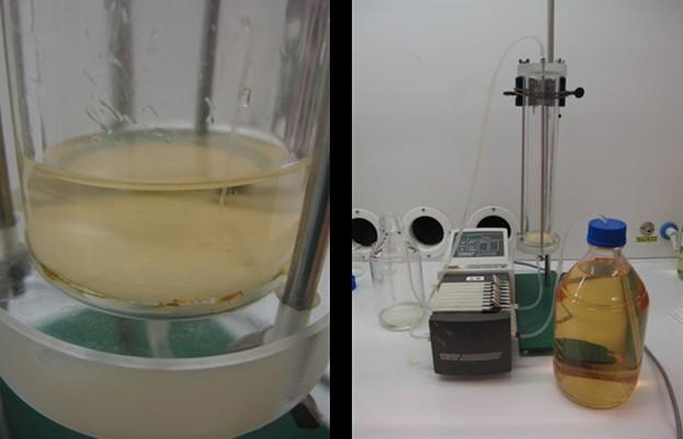 Metal recovery from water Filter construction of fungal