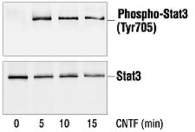 of mouse Stat3. Antibodies are purified by protein A and peptide affinity chromatography.