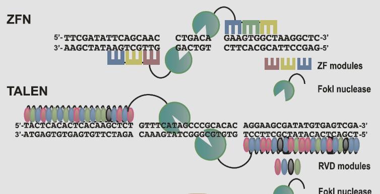 the genome