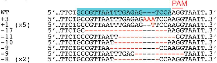 Precision engineering: deletions, insertions, mutations NHEJ: Insertions and deletion Arabidopsis PDS