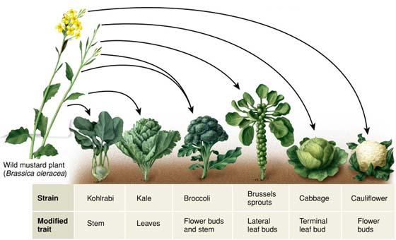 Traits selection and cultivar development Kale, Broccoli, Brussels