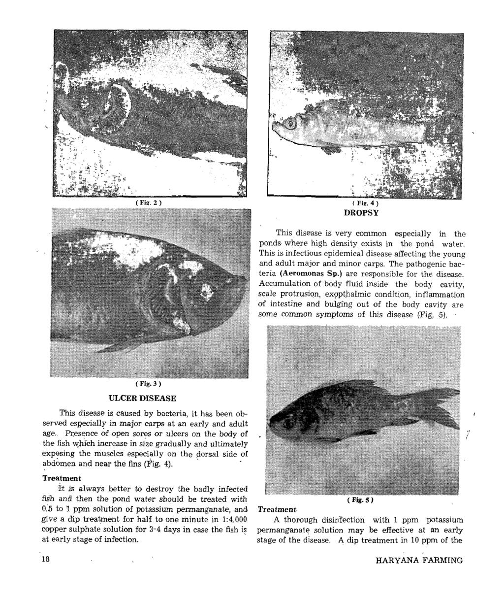 \. ( Fig. 4) DROPSY This disease is very common especially in the ponds where high density exists in the pond water.