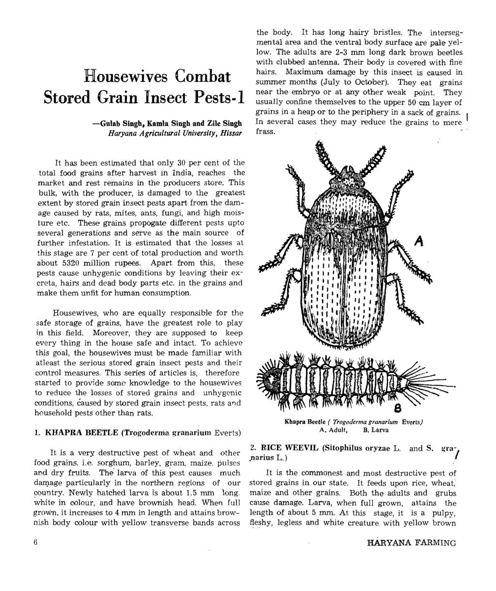 Housewives Combat Stored Grain Insect Pests-l -Gulab Singh, Kamla Singh and Zile Singh Baryana Agricultural University, Bissar the body. It has long hairy bristles.