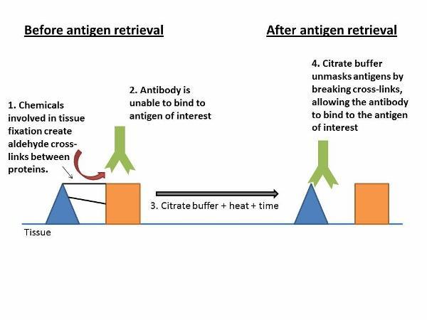 Antigen Retrieval Epitope masking can occur when fixation alters penetration of antibodies into the tissue.