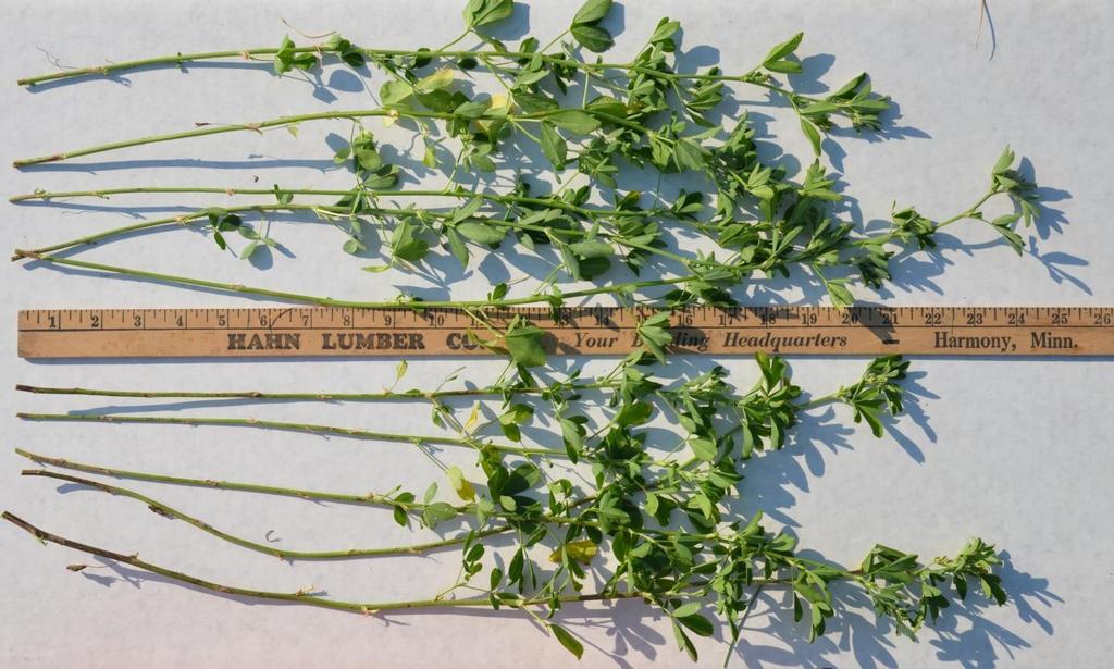 Figure 3. The alfalfa shoots above were randomly collected from untreated and fungicide treated research plots.