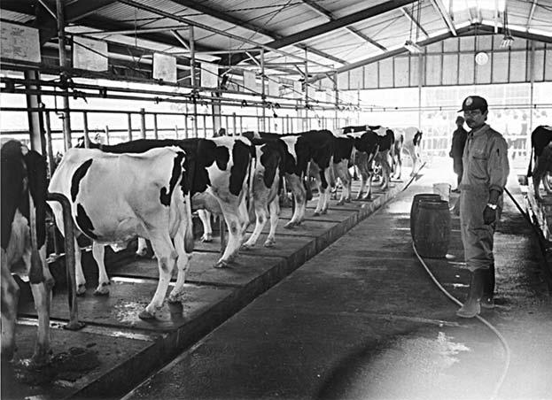 13 Housing systems 155 A well-managed and well-constructed dairy shed in Indonesia.