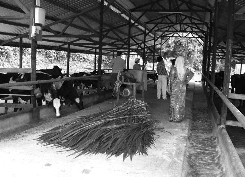 146 Managing High Grade Dairy Cows in the Tropics Good ventilation and grass supplies are important in tropical dairy systems (Malaysia). or pipeline milking). Manure is collected in a gutter.