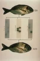 Services Genetic analysis of fish farm stocks: assessment of genetic health of the stocks (level of genetic polymorphism, retrospective parentage identification).