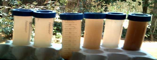 Field trial: Moringa coagulant extraction 20