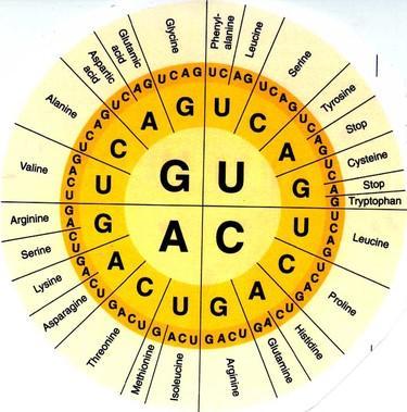 d. THE GENETIC CODE During the next process of gene expression, amino acids are assembled based on instructions encoded in the sequence of nucleotides in the mrna 1.