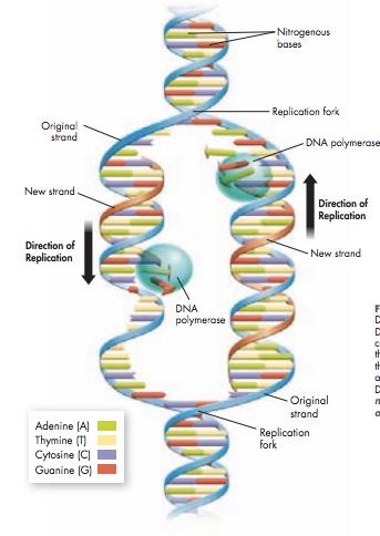 n Ensures that when cells divide, each cell produced has an entire copy of the organism s DNA. n DNA double helix is unzipped by an enzyme called a helicase.