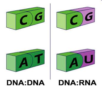DNA compared to How many strands?