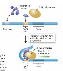 Central Dogma n Central dogma of molecular biology information is transferred from DNA to to protein.