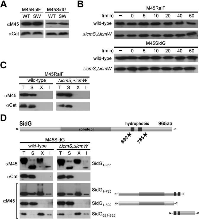 wild-type (WT) or DicmS, DicmW (SW) probed with monoclonal antibody specific to the M45 epitope. Immunoblots for chloramphenicol acetyltransferase (Cat) are included as a load control.