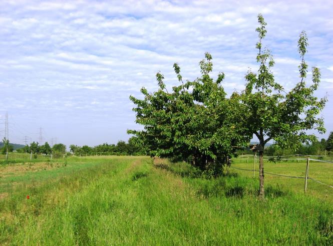 Extent of agroforestry with