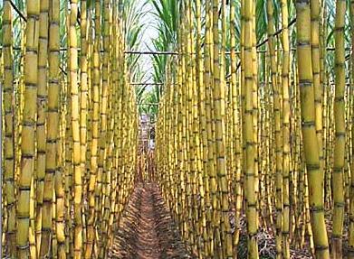 sugarcane Encourage ethanol-flexible drivetrain technology adoption Amend laws and