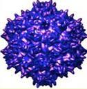 response) Potential immune response to transgene Humoral Immune Response ADA assays Antibody