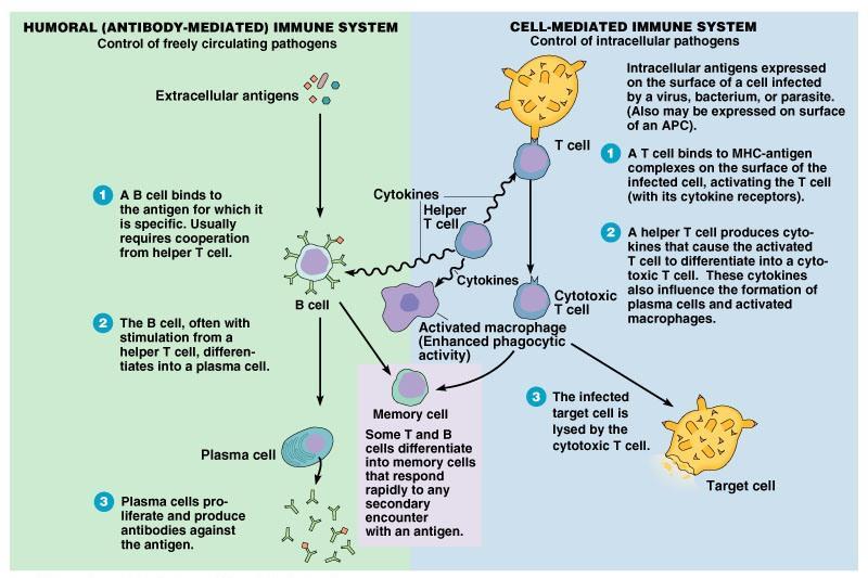 Humoral and cell-mediated immune responses Abbas &