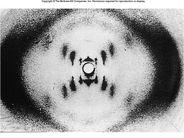 X-ray diffraction patterns produced by DNA fibers