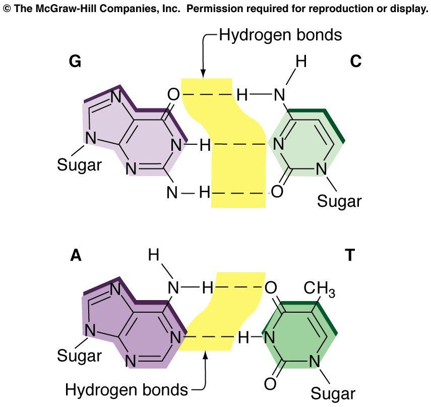 Complementary base pairing: three hydrogen bonds