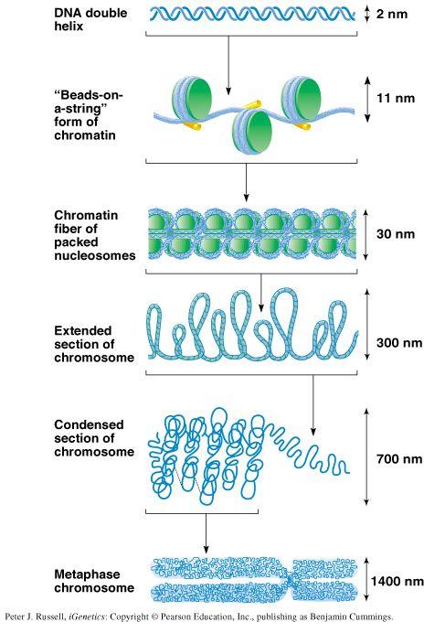 The many different orders of chromatin packing that give rise to the highly condensed metaphase