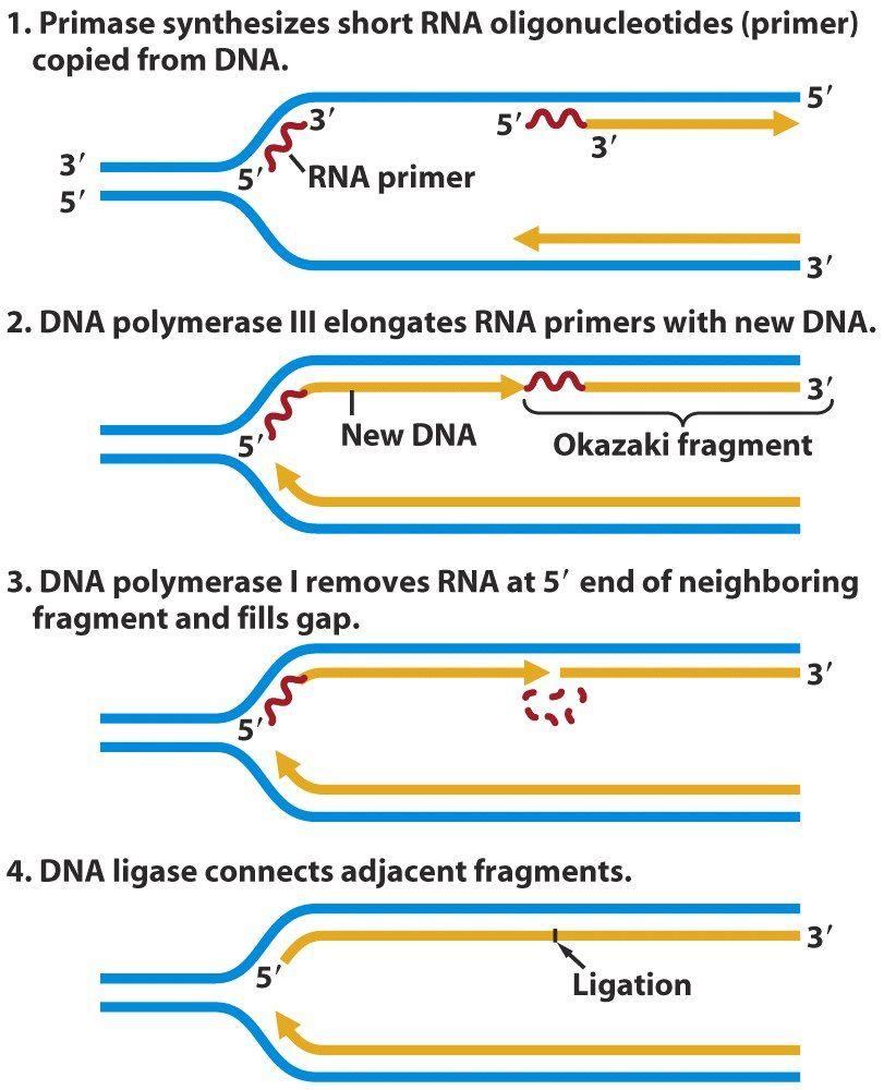 Replication Initiation: Primase and the RNA Primer Replication Elongation: DNA poliii Must have 3 to add to