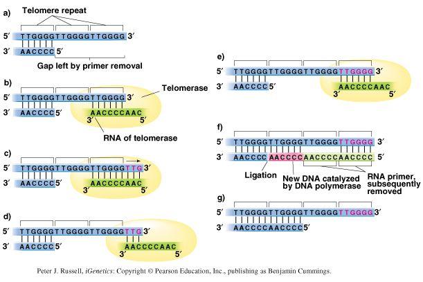 Fig. 3.19 Synthesis of telomeric DNA by telomerase New template DNA! 25 Peter J.