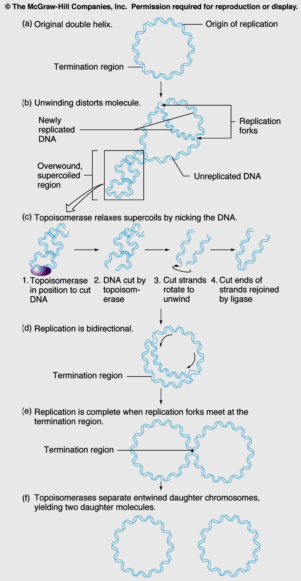The bidirectional replication of a circular chromosome (Prokaryotic) Fig. 6.