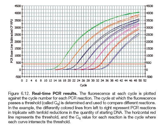 Real-Time PCR Allows for quantitation of the amount of initial DNA in a