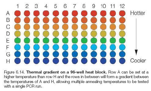PCR Optimization Annealing temperature Many thermal cyclers have a gradient
