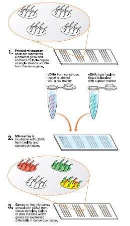 Microarrays PCR is used to amplify the sequence of interest They are spotted on a slide Sequences from