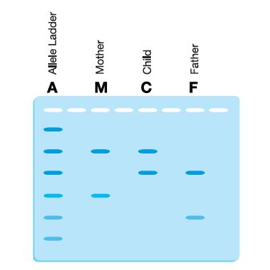 Other Applications of PCR PCR in paternity Samples are amplified using STR analysis Children are a combination of