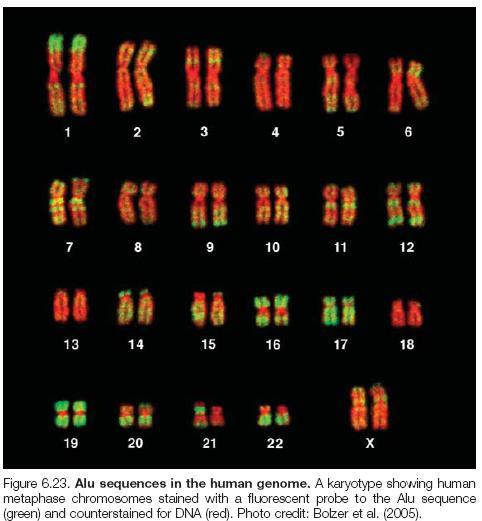 Other Applications of PCR PCR in human migration Short interspersed repetitive elements (SINEs) have been inserted randomly into our human