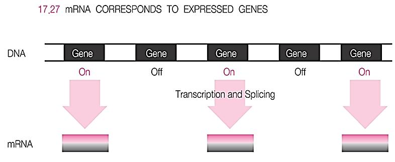 Reverse transcriptase PCR 6) RT-PCR has other uses, transcriptome.